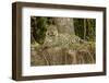 Pantanal, Mato Grosso, Brazil Jaguar resting on the riverbank mid-day-Janet Horton-Framed Photographic Print