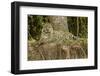 Pantanal, Mato Grosso, Brazil Jaguar resting on the riverbank mid-day-Janet Horton-Framed Photographic Print