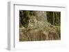 Pantanal, Mato Grosso, Brazil Jaguar resting on the riverbank mid-day-Janet Horton-Framed Photographic Print