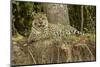 Pantanal, Mato Grosso, Brazil Jaguar resting on the riverbank mid-day-Janet Horton-Mounted Photographic Print