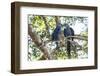 Pantanal, Mato Grosso, Brazil. Mated pair of hyacinth macaws showing affection-Janet Horton-Framed Photographic Print