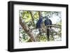 Pantanal, Mato Grosso, Brazil. Mated pair of hyacinth macaws showing affection-Janet Horton-Framed Photographic Print