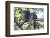 Pantanal, Mato Grosso, Brazil. Mated pair of Hyacinth Macaws showing affection-Janet Horton-Framed Photographic Print