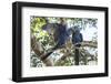 Pantanal, Mato Grosso, Brazil. Mated pair of Hyacinth Macaws showing affection-Janet Horton-Framed Photographic Print