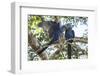 Pantanal, Mato Grosso, Brazil. Mated pair of Hyacinth Macaws showing affection-Janet Horton-Framed Photographic Print