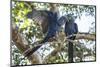 Pantanal, Mato Grosso, Brazil. Mated pair of Hyacinth Macaws showing affection-Janet Horton-Mounted Photographic Print