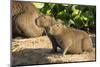 Pantanal, Mato Grosso, Brazil. Portrait of two young Capybaras sitting along the riverbank-Janet Horton-Mounted Photographic Print