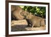 Pantanal, Mato Grosso, Brazil. Portrait of two young Capybaras sitting along the riverbank-Janet Horton-Framed Photographic Print