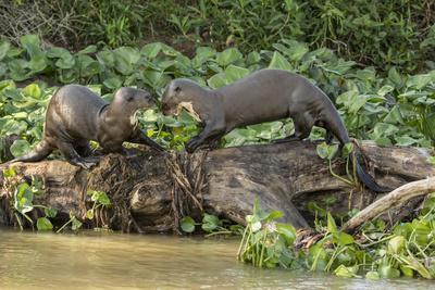 https://imgc.allpostersimages.com/img/posters/pantanal-mato-grosso-brazil-two-giant-river-otters-playing-on-a-log-of-the-cuiaba-river_u-L-Q1GCPI70.jpg?artPerspective=n