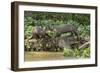 Pantanal, Mato Grosso, Brazil. Two Giant River Otters playing on a log of the Cuiaba River.-Janet Horton-Framed Photographic Print