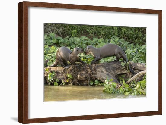 Pantanal, Mato Grosso, Brazil. Two Giant River Otters playing on a log of the Cuiaba River.-Janet Horton-Framed Photographic Print