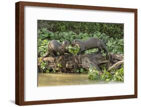 Pantanal, Mato Grosso, Brazil. Two Giant River Otters playing on a log of the Cuiaba River.-Janet Horton-Framed Photographic Print