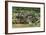 Pantanal, Mato Grosso, Brazil. Two Giant River Otters playing on a log of the Cuiaba River.-Janet Horton-Framed Photographic Print