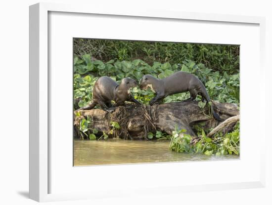 Pantanal, Mato Grosso, Brazil. Two Giant River Otters playing on a log of the Cuiaba River.-Janet Horton-Framed Photographic Print