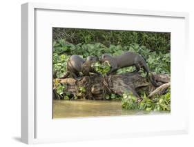 Pantanal, Mato Grosso, Brazil. Two Giant River Otters playing on a log of the Cuiaba River.-Janet Horton-Framed Photographic Print