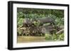 Pantanal, Mato Grosso, Brazil. Two Giant River Otters playing on a log of the Cuiaba River.-Janet Horton-Framed Photographic Print