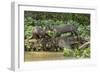 Pantanal, Mato Grosso, Brazil. Two Giant River Otters playing on a log of the Cuiaba River.-Janet Horton-Framed Photographic Print