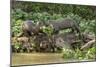 Pantanal, Mato Grosso, Brazil. Two Giant River Otters playing on a log of the Cuiaba River.-Janet Horton-Mounted Photographic Print