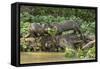 Pantanal, Mato Grosso, Brazil. Two Giant River Otters playing on a log of the Cuiaba River.-Janet Horton-Framed Stretched Canvas