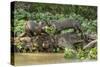 Pantanal, Mato Grosso, Brazil. Two Giant River Otters playing on a log of the Cuiaba River.-Janet Horton-Stretched Canvas