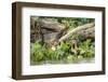 Pantanal, Mato Grosso, Brazil. Two giant river otters swimming in the water hyacinths-Janet Horton-Framed Photographic Print