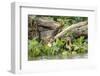 Pantanal, Mato Grosso, Brazil. Two giant river otters swimming in the water hyacinths-Janet Horton-Framed Photographic Print