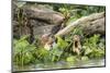 Pantanal, Mato Grosso, Brazil. Two giant river otters swimming in the water hyacinths-Janet Horton-Mounted Photographic Print