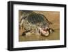 Pantanal, Mato Grosso, Brazil. Yacare Caiman with an open mouth sunning itself in the Cuiaba River.-Janet Horton-Framed Photographic Print
