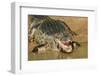 Pantanal, Mato Grosso, Brazil. Yacare Caiman with an open mouth sunning itself in the Cuiaba River.-Janet Horton-Framed Photographic Print