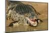 Pantanal, Mato Grosso, Brazil. Yacare Caiman with an open mouth sunning itself in the Cuiaba River.-Janet Horton-Mounted Photographic Print