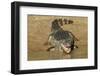 Pantanal, Mato Grosso, Brazil. Yacare Caiman with an open mouth sunning itself in the Cuiaba River.-Janet Horton-Framed Photographic Print