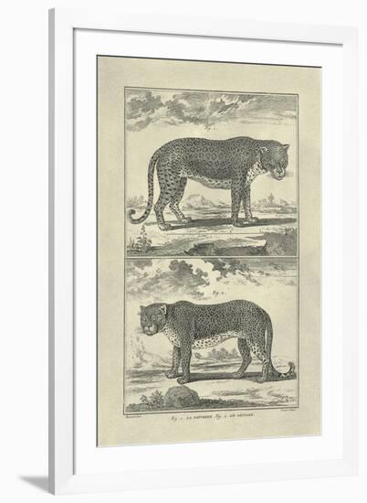 Panther and Leopard-Denis Diderot-Framed Art Print