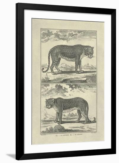 Panther and Leopard-Denis Diderot-Framed Art Print