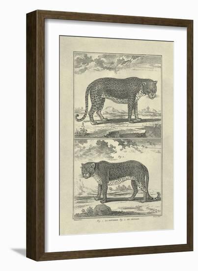 Panther and Leopard-Denis Diderot-Framed Art Print