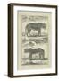 Panther and Leopard-Denis Diderot-Framed Art Print