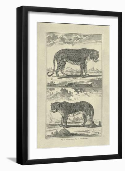 Panther and Leopard-Denis Diderot-Framed Art Print