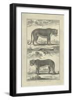 Panther and Leopard-Denis Diderot-Framed Art Print