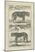 Panther and Leopard-Denis Diderot-Mounted Art Print