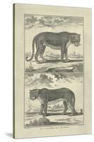 Panther and Leopard-Denis Diderot-Stretched Canvas