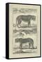 Panther and Leopard-Denis Diderot-Framed Stretched Canvas