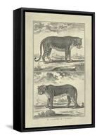 Panther and Leopard-Denis Diderot-Framed Stretched Canvas