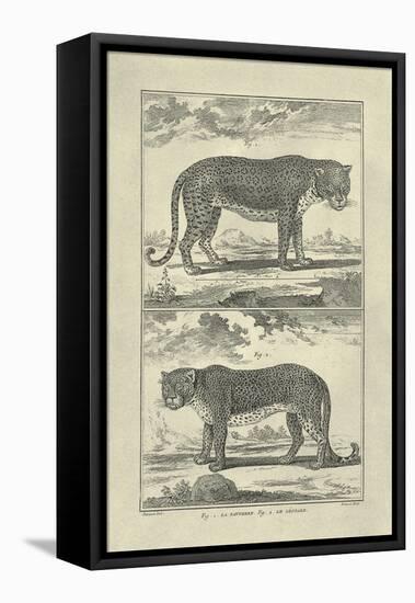 Panther and Leopard-Denis Diderot-Framed Stretched Canvas