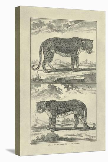 Panther and Leopard-Denis Diderot-Stretched Canvas