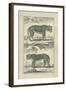 Panther and Leopard-Denis Diderot-Framed Art Print