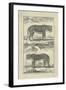 Panther and Leopard-Denis Diderot-Framed Art Print