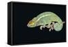 Panther Chameleon Clinging to Branch-Stuart Westmorland-Framed Stretched Canvas