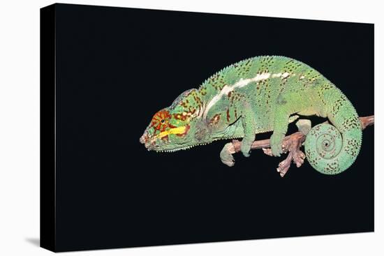 Panther Chameleon Clinging to Branch-Stuart Westmorland-Stretched Canvas