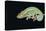 Panther Chameleon Clinging to Branch-Stuart Westmorland-Stretched Canvas