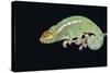 Panther Chameleon Clinging to Branch-Stuart Westmorland-Stretched Canvas