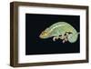 Panther Chameleon Clinging to Branch-Stuart Westmorland-Framed Photographic Print